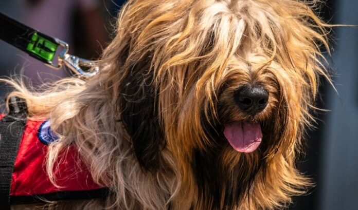 5 étapes pour vérifier l'état de santé avant d'élever un chien Grand Griffon Vendéen à la maison

