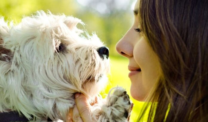 Comment élever des chiots Grand Griffon Vendéen en toute sécurité et éviter les intoxications alimentaires

