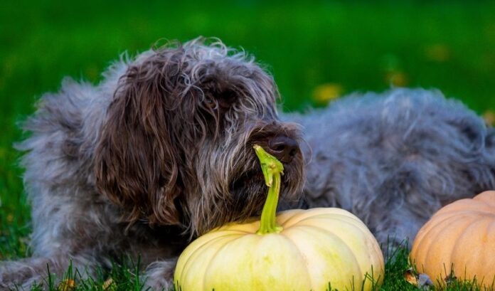 Comment élever des chiots Grand Griffon Vendéen étape par étape : Instructions détaillées

