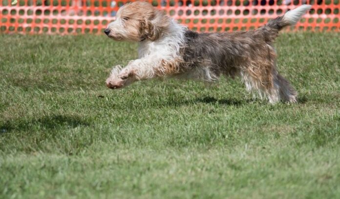 Comment élever un chien Grand Griffon Vendéen pour les débutants : Instructions détaillées

