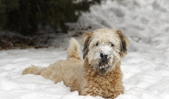 Comment entretenir et tailler le pelage d'un chien Grand Griffon Vendéen

