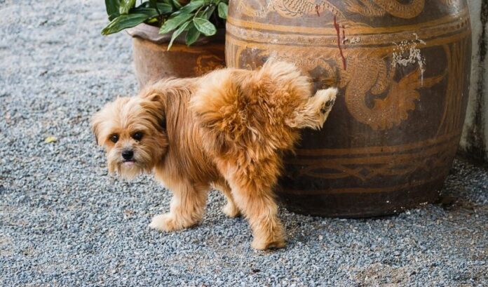 Comment entretenir la fourrure du chien Grand Griffon Vendéen pour prévenir les poux parasites

