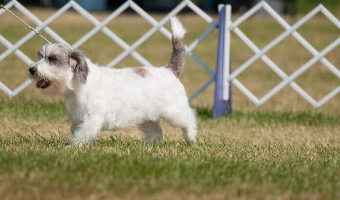 Comment identifier les chiens Grand Griffon Vendéen de race pure et mixte

