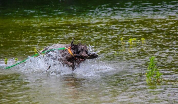 Comment prévenir et traiter le diabète chez le chien Grand Griffon Vendéen : instructions détaillées

