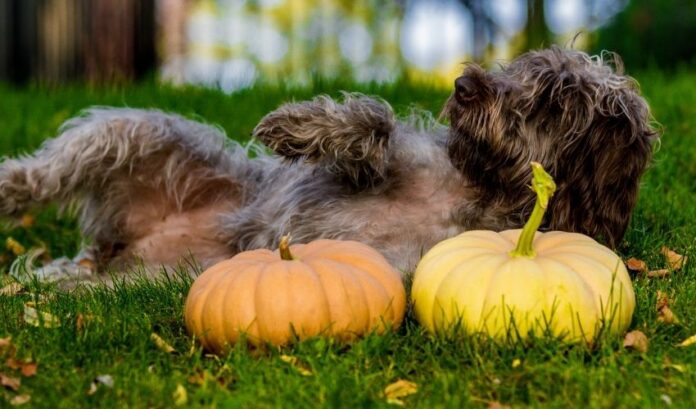 Comment prévenir et traiter les maladies oculaires chez le chien Grand Griffon Vendéen : instructions détaillées

