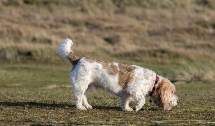 Comment prévenir et traiter les maladies thyroïdiennes chez les chiens Grand Griffon Vendéen : conseils pour les soins de santé des animaux de compagnie

