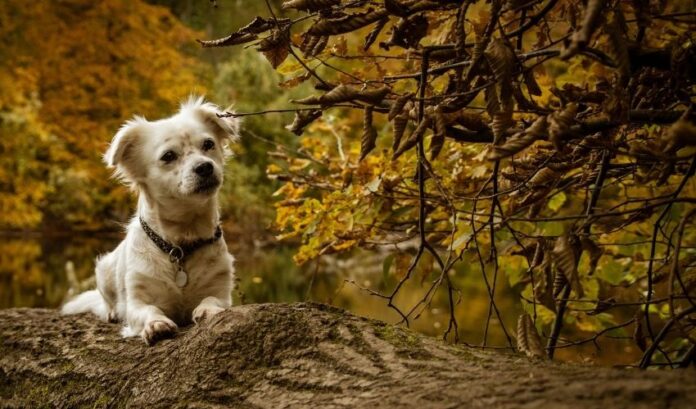 Comment vacciner les chiots Grand Griffon Vendéen : Instructions détaillées

