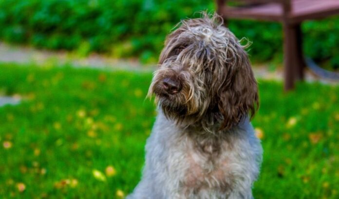 Effets néfastes de l'élevage d'un chien Grand Griffon Vendéen : Les choses à savoir pour protéger votre santé et celle de votre chien

