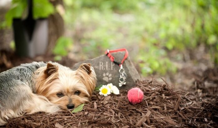 Informations utiles sur l'élevage de chiots Grand Griffon Vendéen que vous devez connaître

