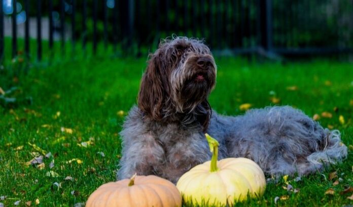 Outils et connaissances nécessaires pour élever des chiens Grand Griffon Vendéen - Instructions détaillées

