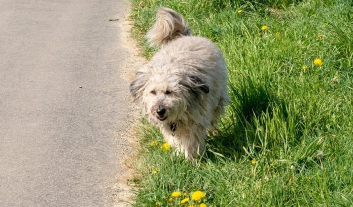 Présentation du chien Grand Griffon Vendéen : Origine, caractéristiques et personnalité

