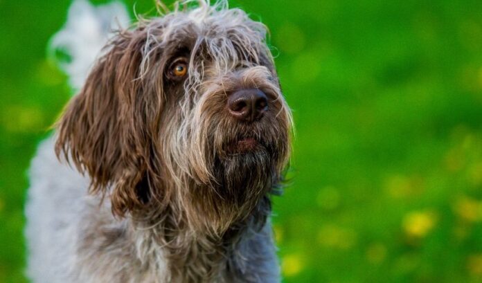 Réponses aux questions sur l'élevage d'un chien Grand Griffon Vendéen : tout ce qu'il faut savoir

