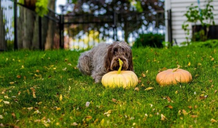 Secrets pour prendre soin des chiots Grand Griffon Vendéen dès le plus jeune âge : instructions détaillées pour les propriétaires de chiens

