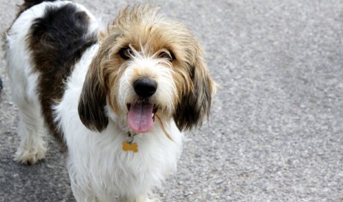 Signes de défécation d'un chien Grand Griffon Vendéen que vous devez connaître pour prendre soin de votre chien

