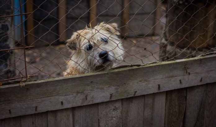 Symptômes et moyens de prévenir la diarrhée chez les chiens Grand Griffon Vendéen - Instructions détaillées

