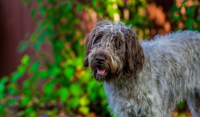 Top 10 des équipements indispensables pour élever des chiens Grand Griffon Vendéen en famille

